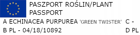 JEŻÓWKA Echinacea Green Twister - sadzonki w don. Rodzaj rośliny Inny