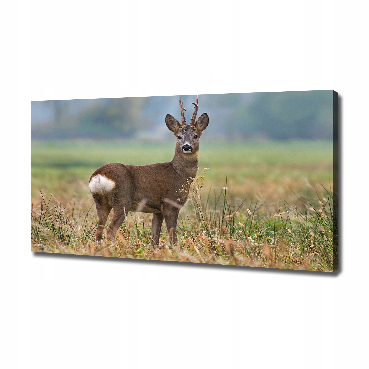

Foto obraz ze zdjęcia do salonu Sarna 120x60 cm