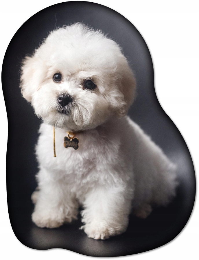 

Poduszka 3D Kształtka Piesek Bichon