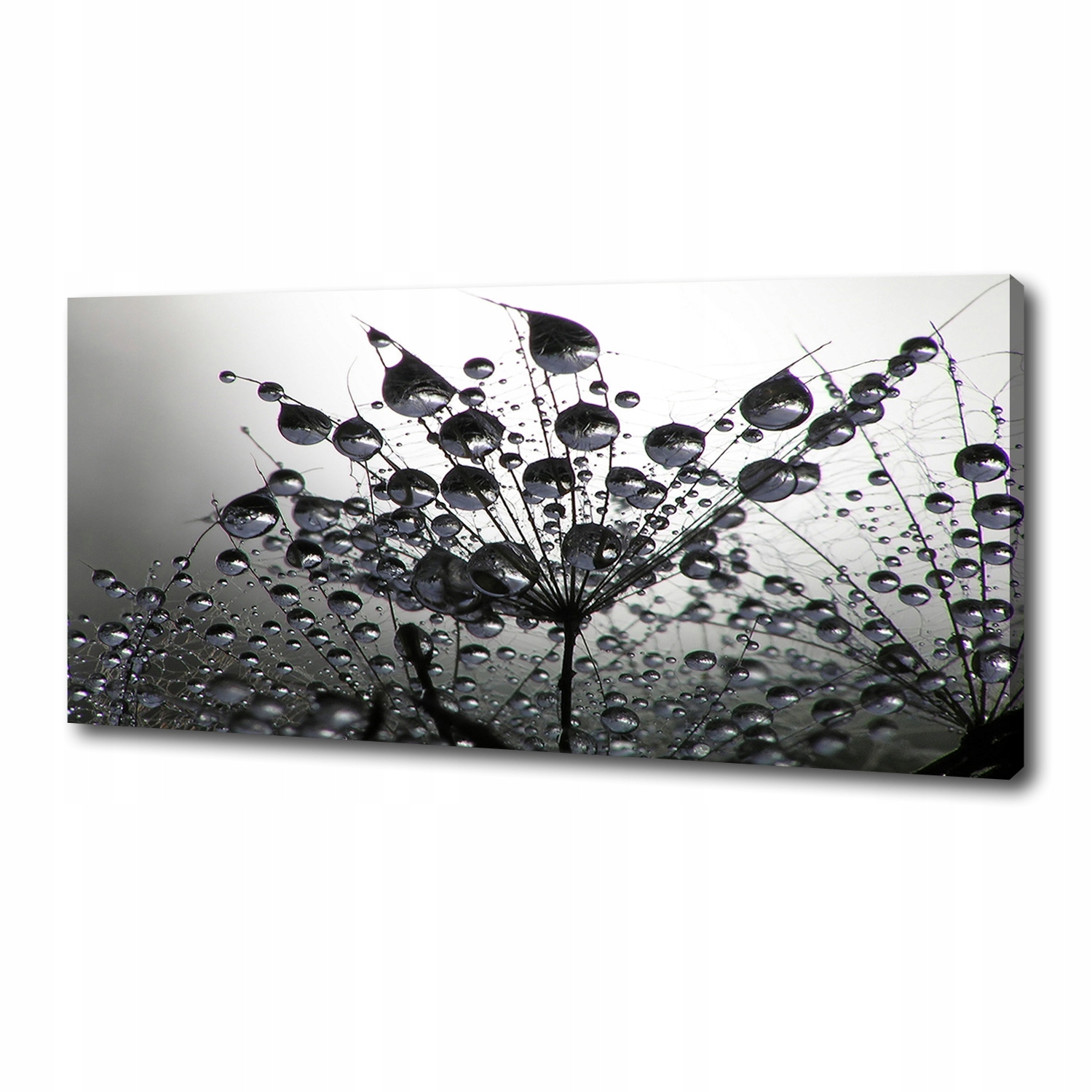 

Foto obraz na płótnie Nasiona dmuchawca 125x50 cm