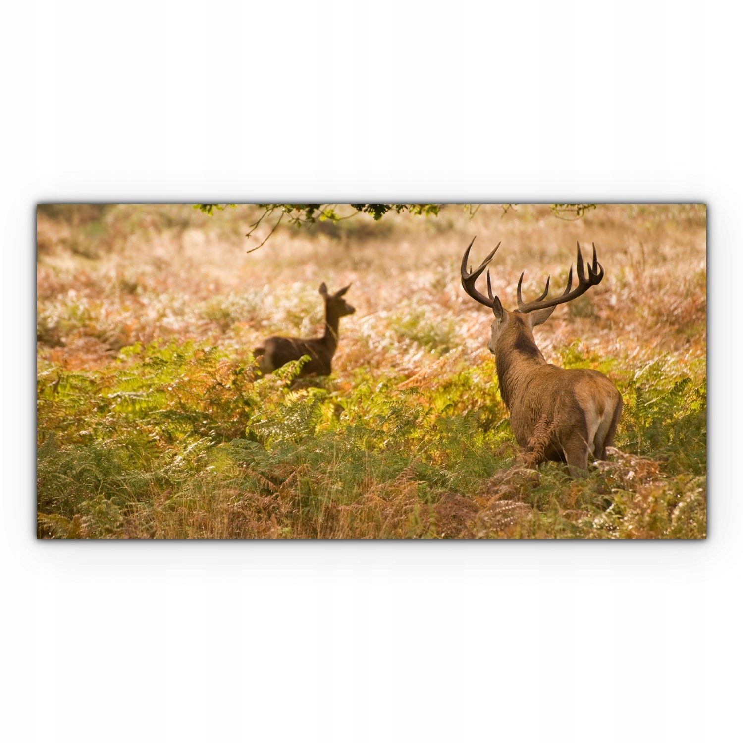 

foto-obraz na płótnie 120x60 Jeleń Natura Zwierzę