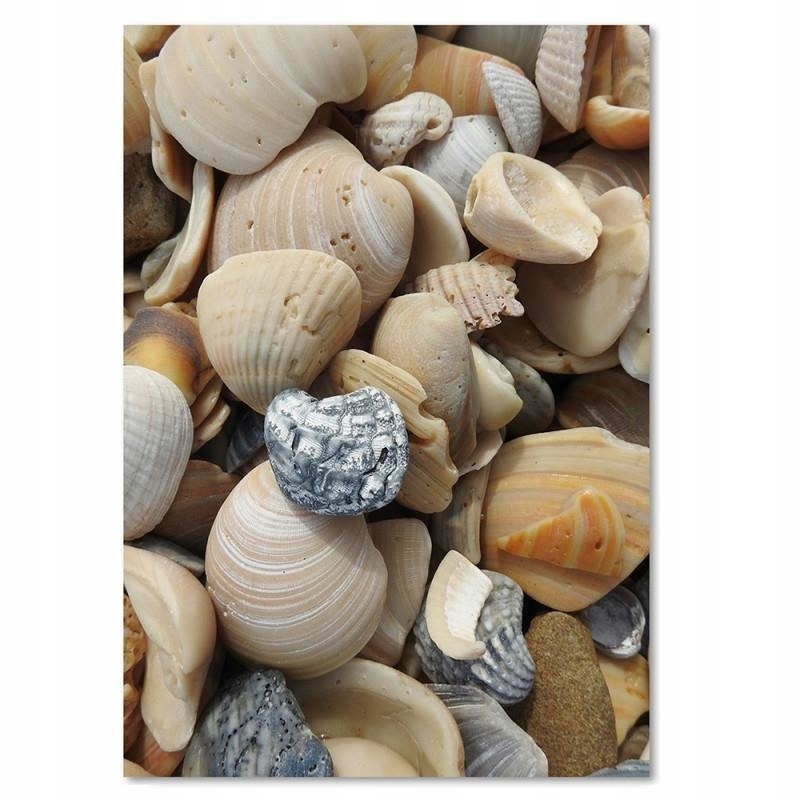 

Obraz Do Biura Muszelki Deco Panel 70x100