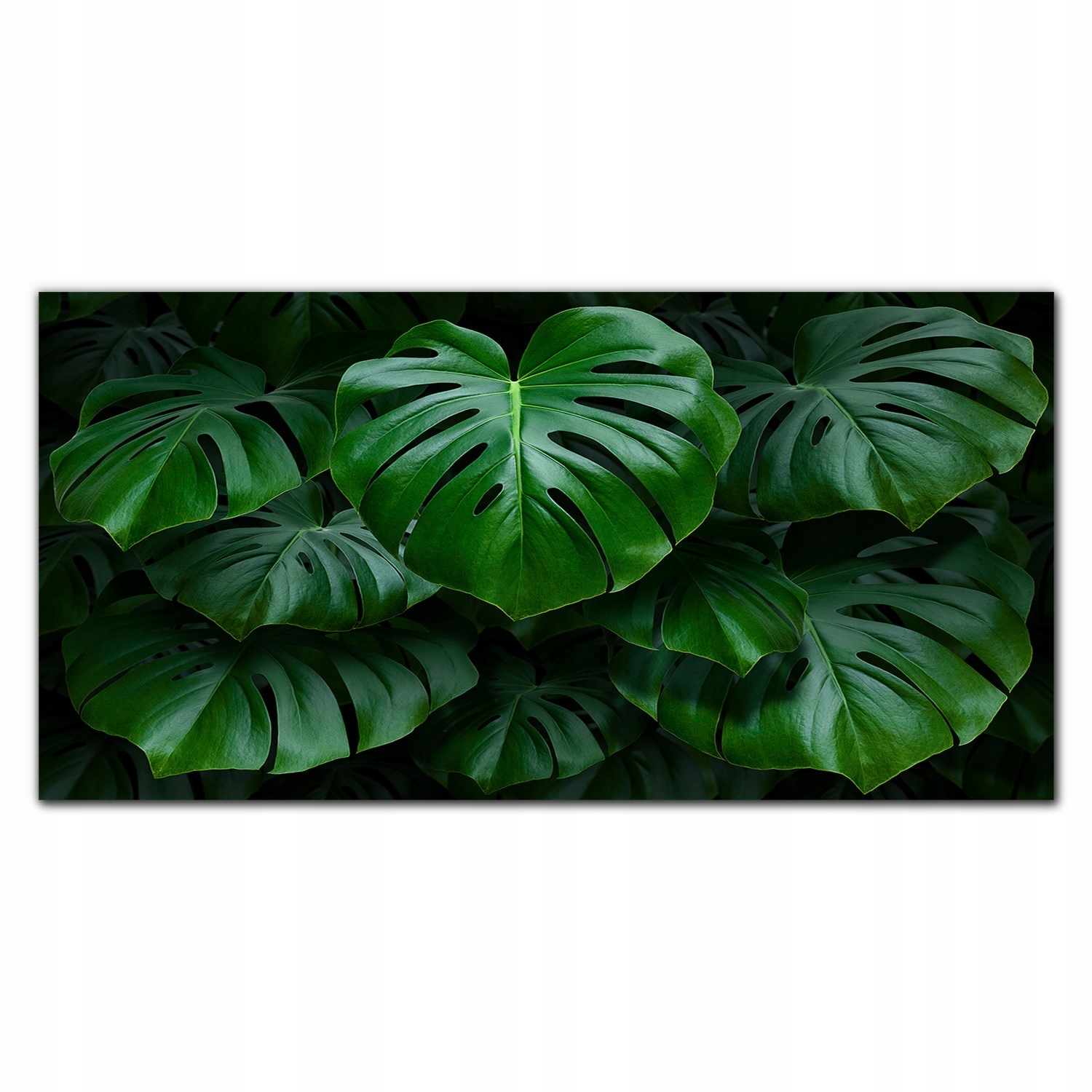 Nástenný obraz na plátne Listy rastliny 140 x 70 cm