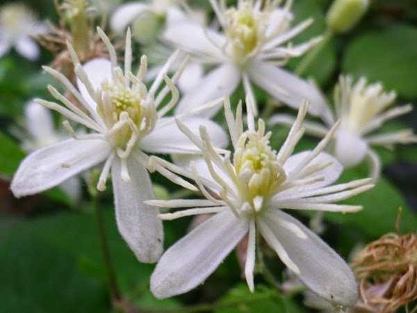 Клематис ВИТАЛЬБА (CLEMATIS VITALBA) - семена 20 штук