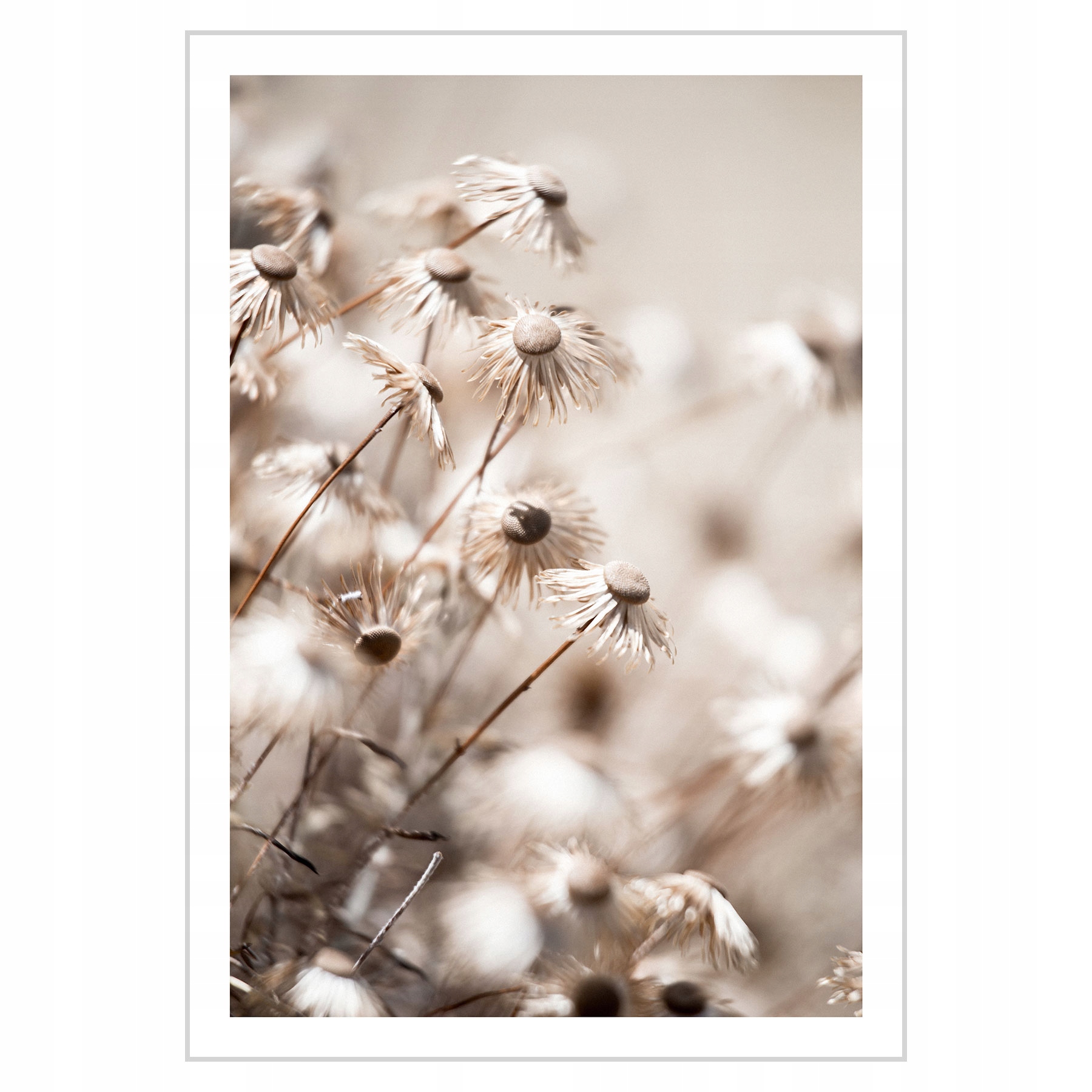 

Plakat 21x30 Rośliny skalne
