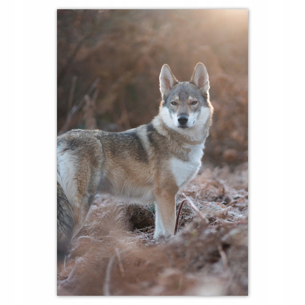 

Naklejki 80x120 Wilk Wilki