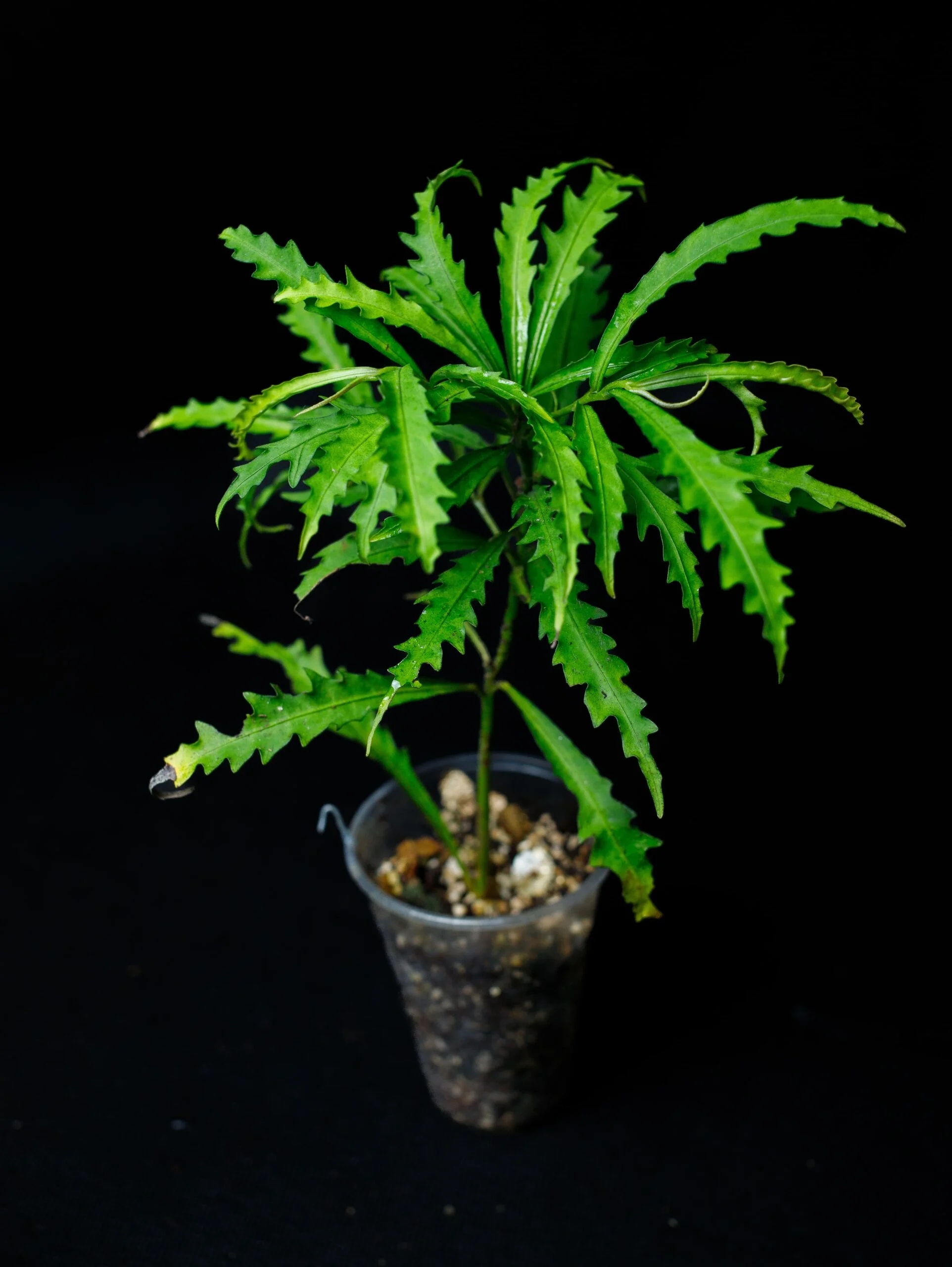 Levně Labisia sp. „Serawai“