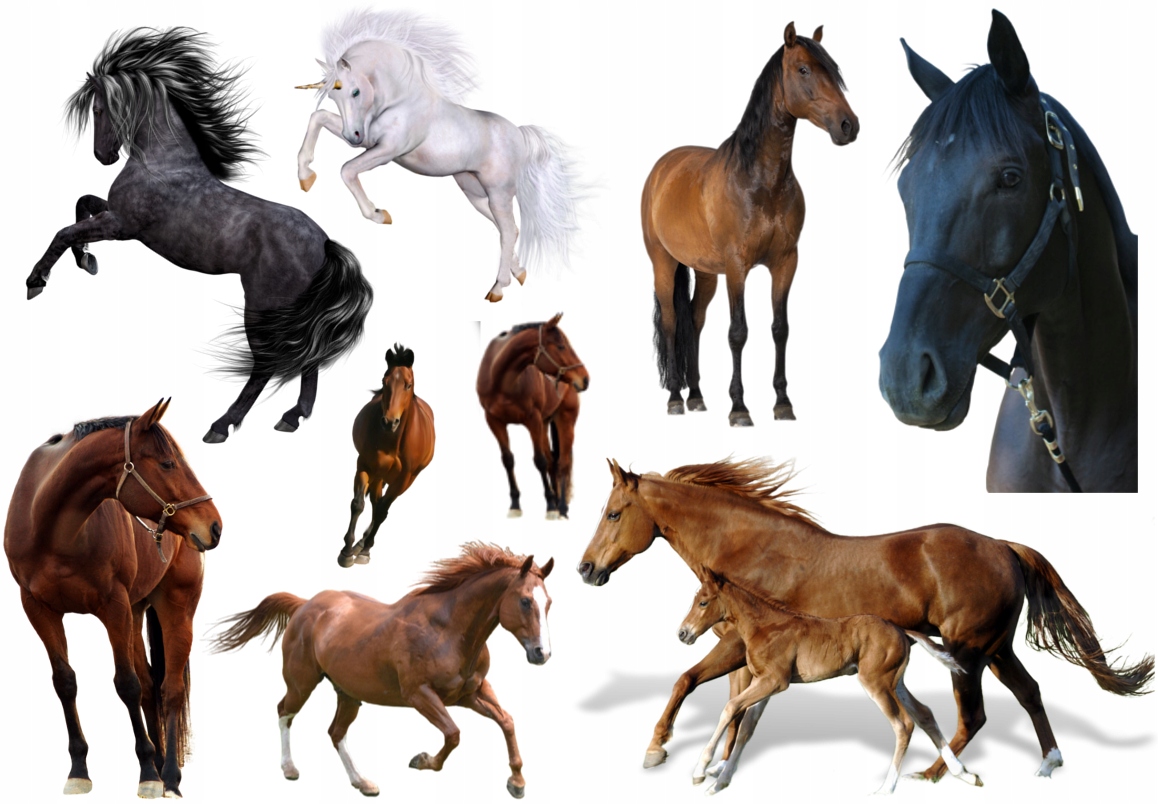 

Tymczasowe Tatuaże Dla Dzieci Konie