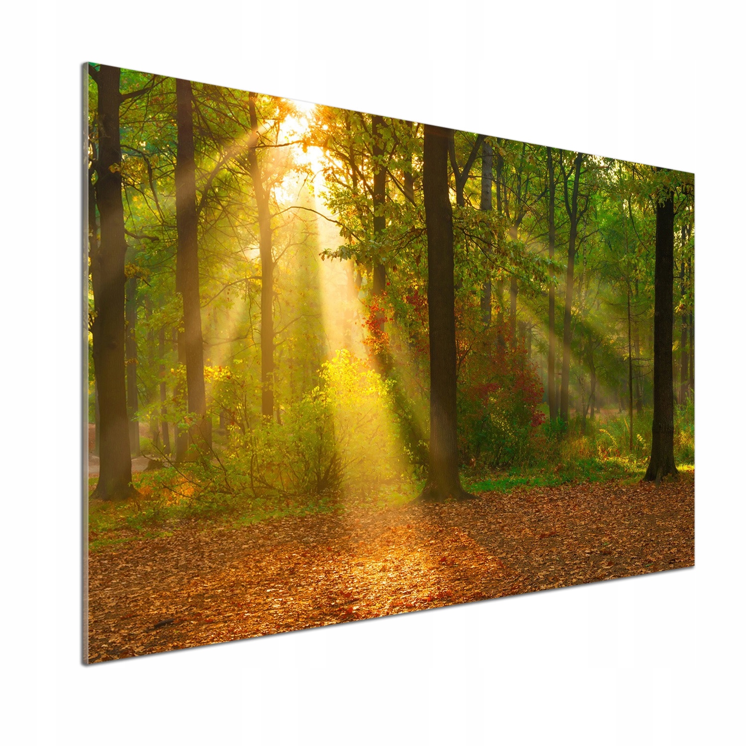 Dekorativní panel sklo Les na slunci 100 x 70 cm Lepidlo