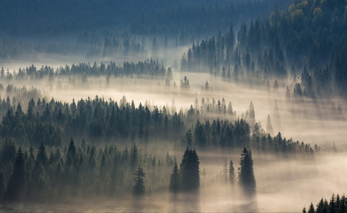 

Fototapeta Flizelinowa Las Góry 416x254