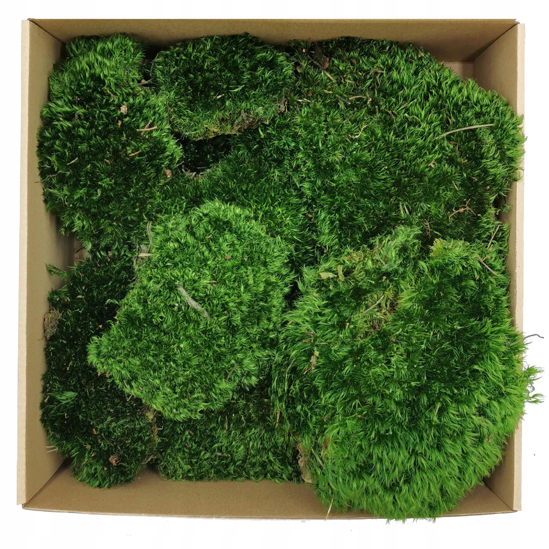 Mech Bagienny Poduszkowy do Chrobotek 0.55m2