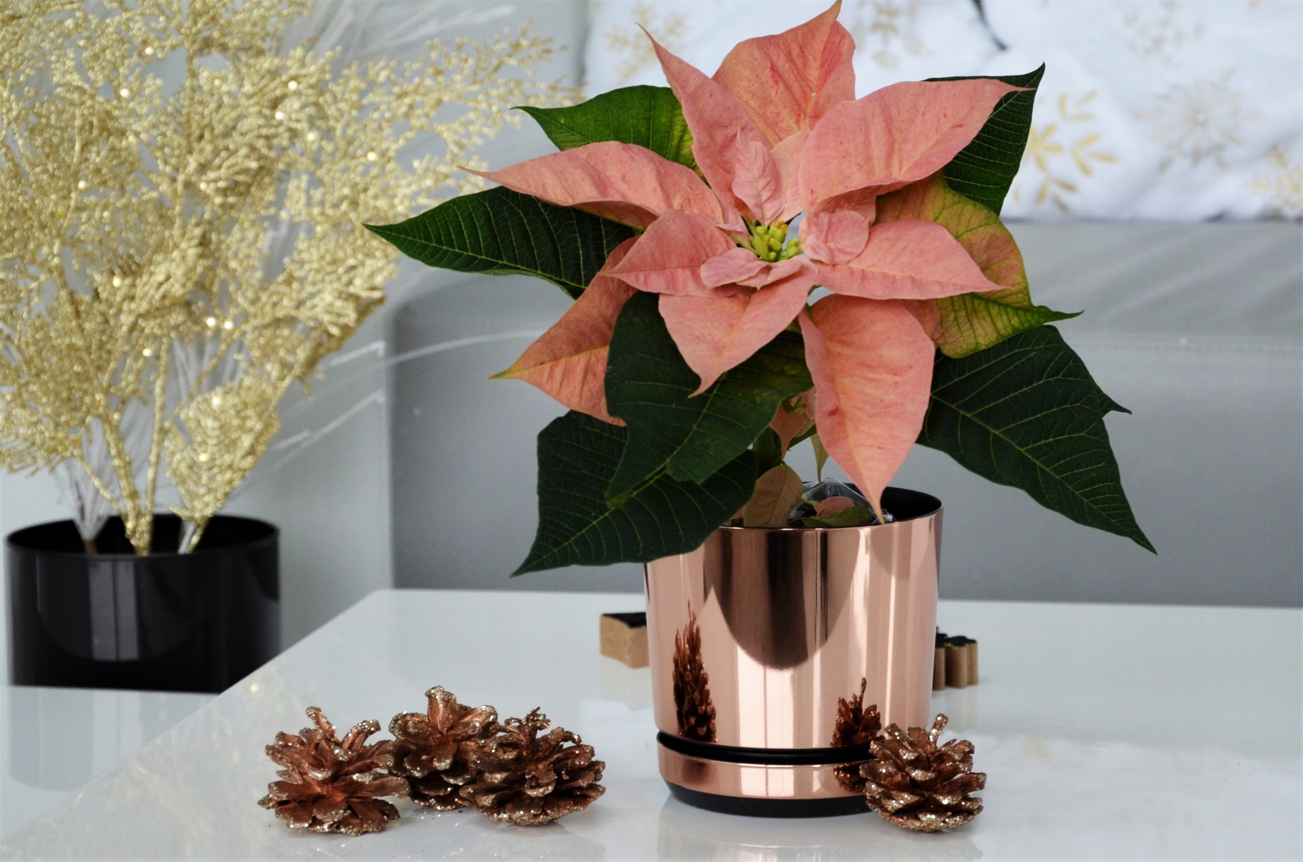 Świąteczna doniczka ŁOSOSIOWA Gwiazda Betlejemska