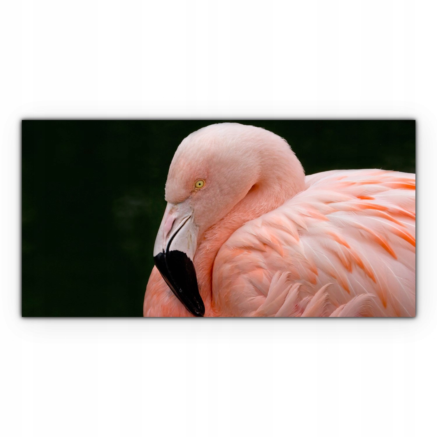 

Fotoobraz na płótnie 140x70 Flaming Ptak Zwierzę