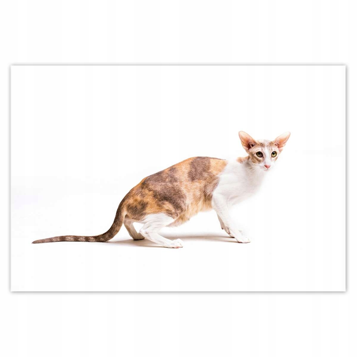 Plakáty 200x135 Kočka Kotě Kočky