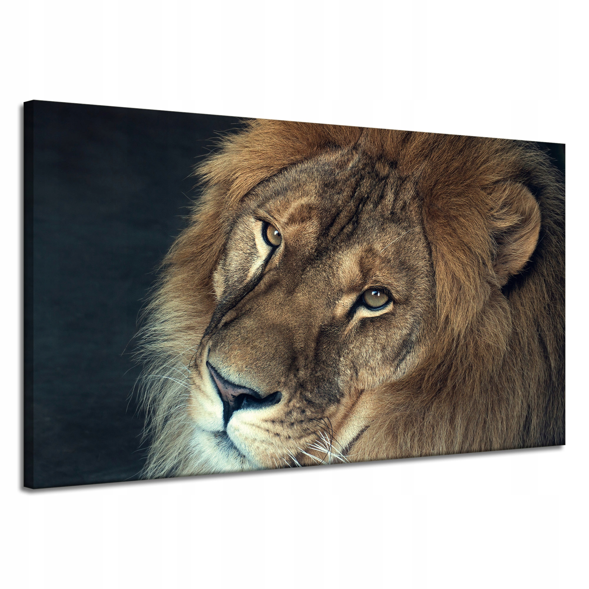 Obraz na plátně Tvář a oči Lva Divočina 120x70 cm Ideální jako dárek