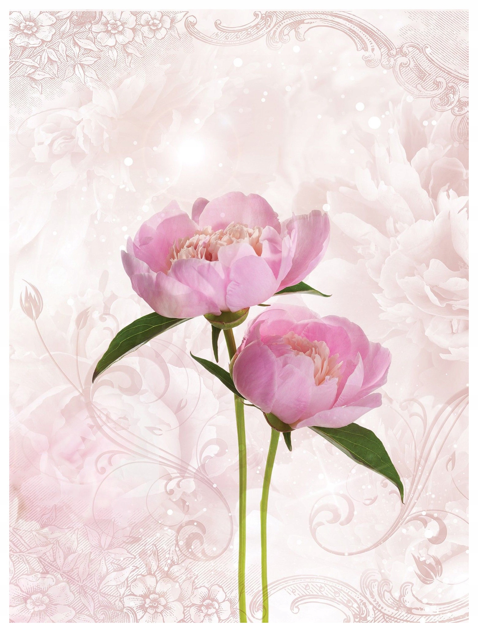 Fototapeta Pivoňky růžová vinylová jemnost elegance 184x254 lepidlo