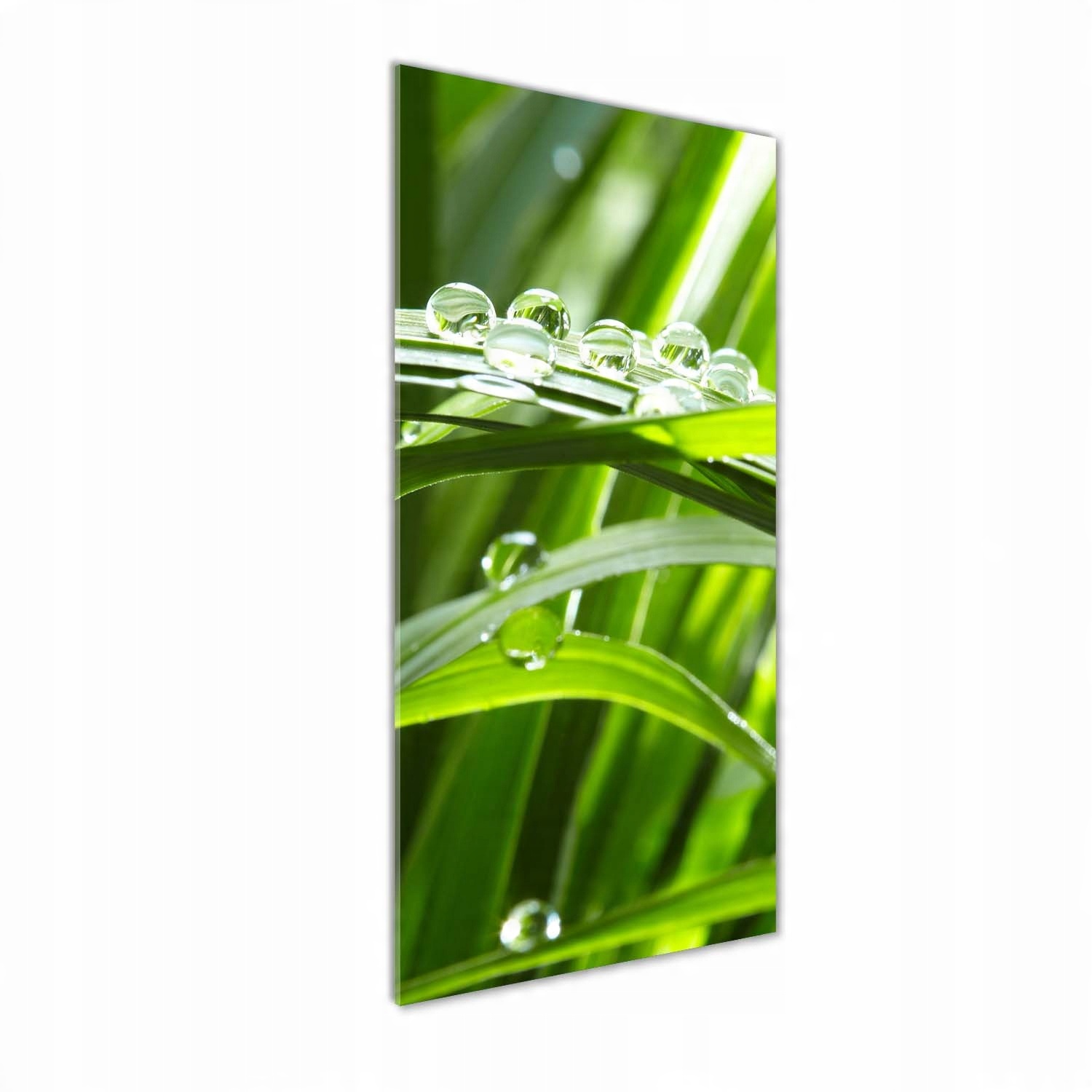 

Nowoczesny fotoobraz akrylowy Źdźbła trawy 50x125