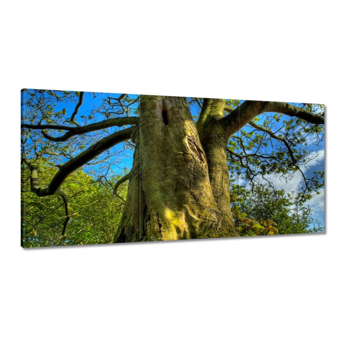Obrazy 180x90 Silný strom