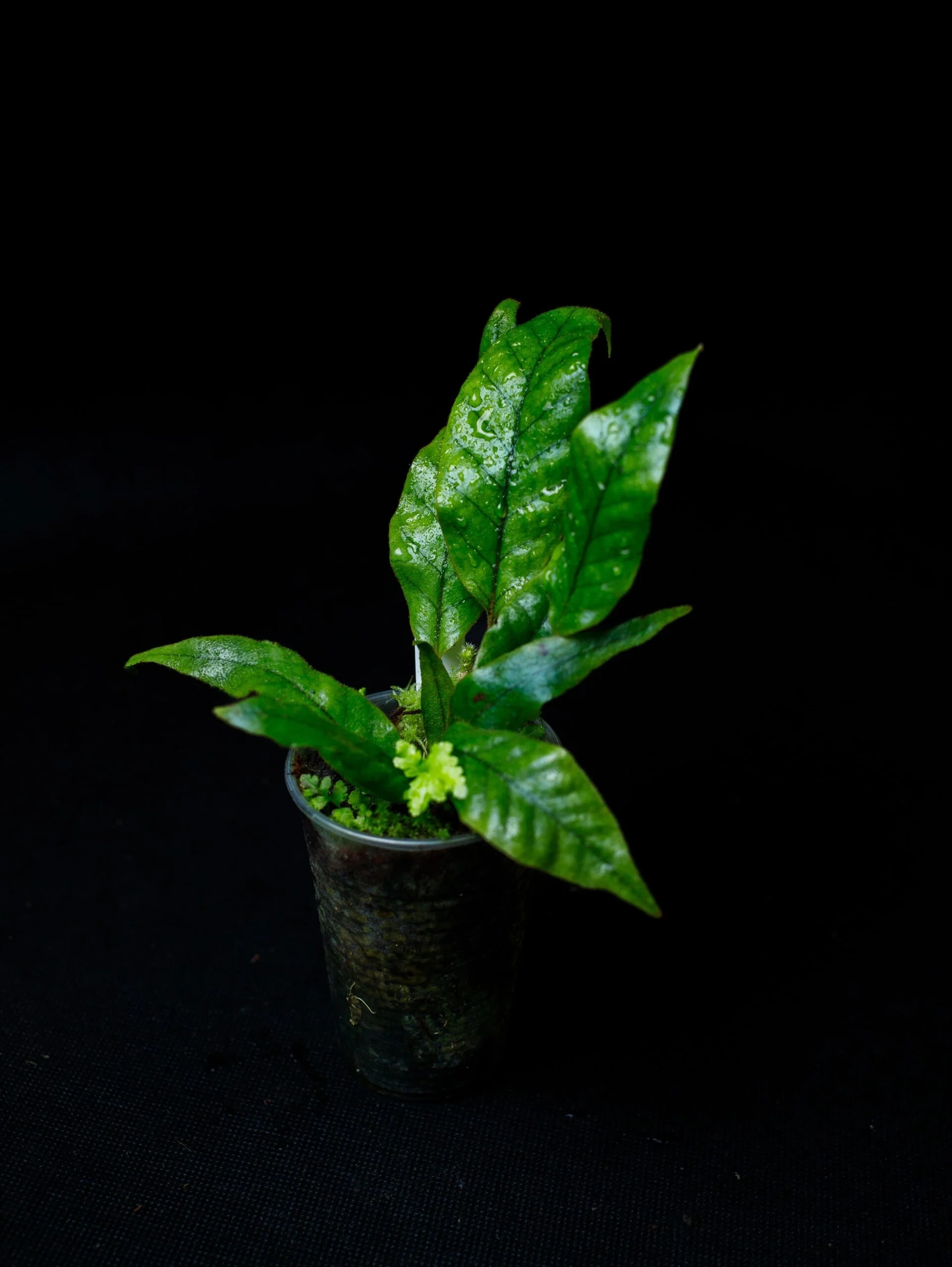 Pyrrosia sp. „Bengkayang“