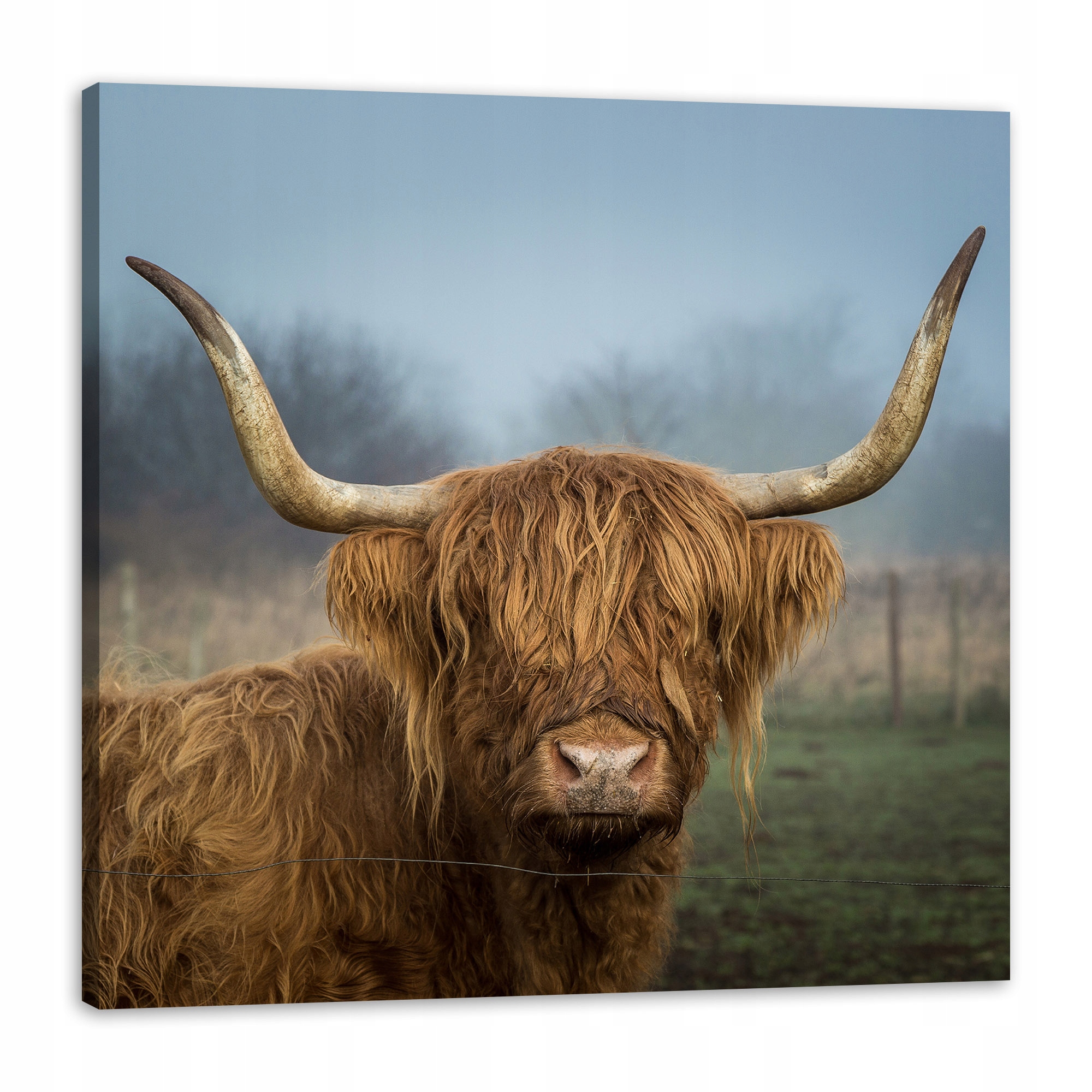 Obraz na plátně Zvířata Kráva 90x90 cm