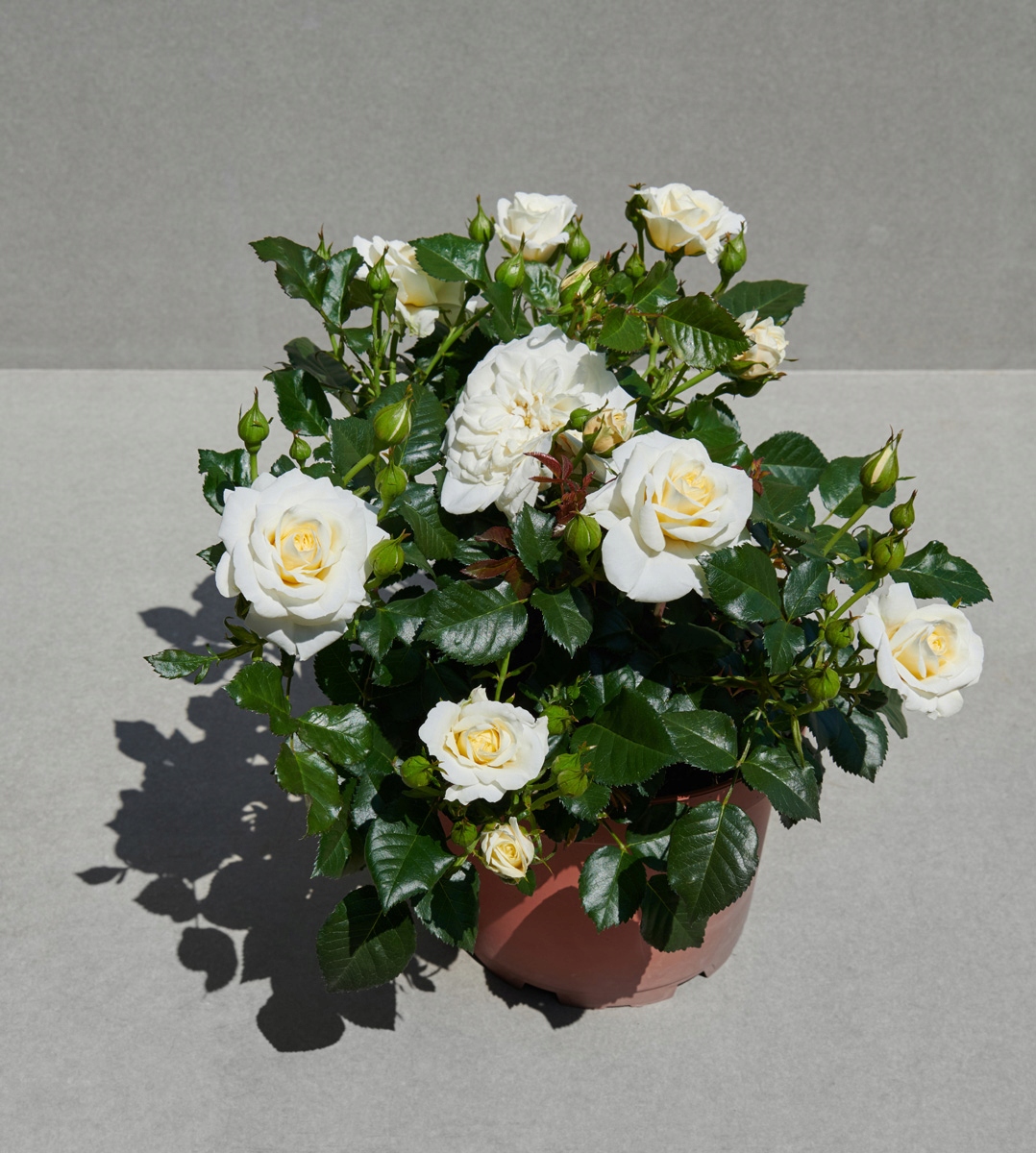 Róża Rabatowa FABIOLA HIT Miniaturowa Biała PREMIUM Doniczka XL