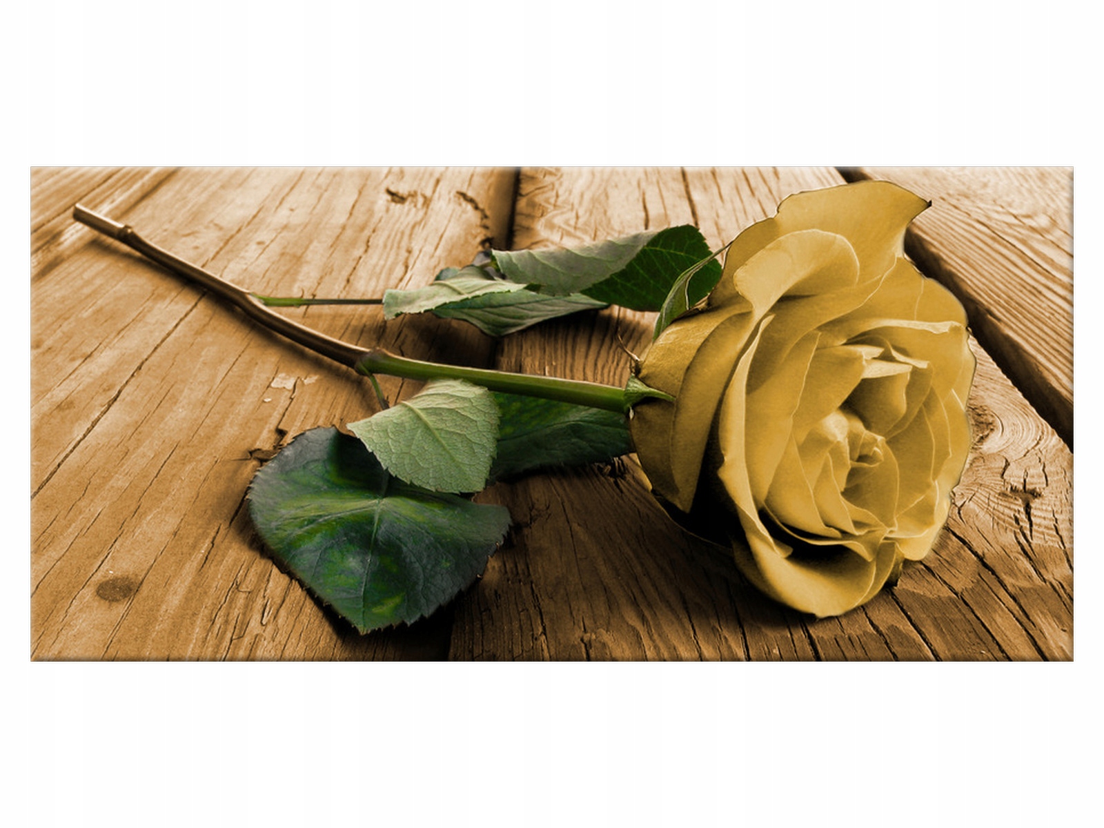 

Obraz Ciekawa róża 115x55 Kwiaty 1809A_1AE