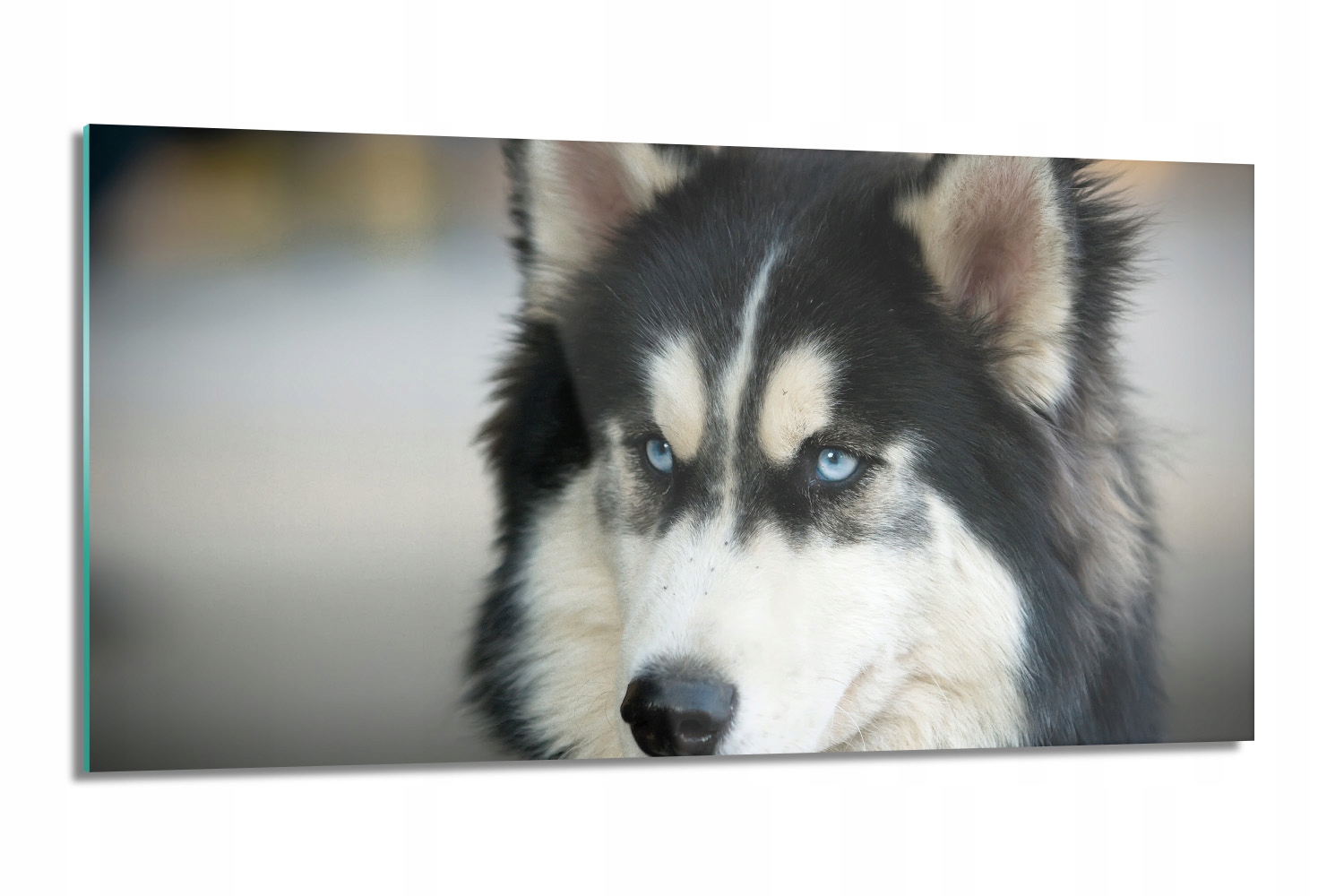 kuchynský panel s grafikou Husky pes 100x50 s fotografiou