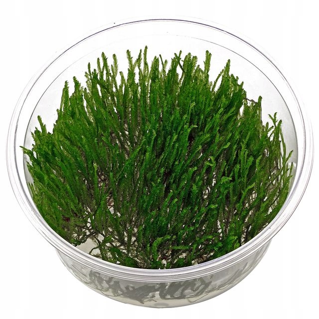 Mech Spiky moss In vitro porcja akwa_fan