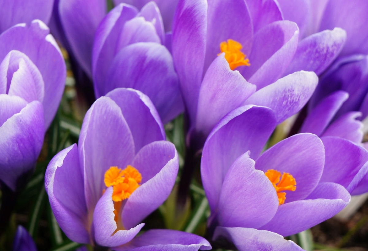 

Tapeta Flizelinowa Fioletowe krokusy - 104x70