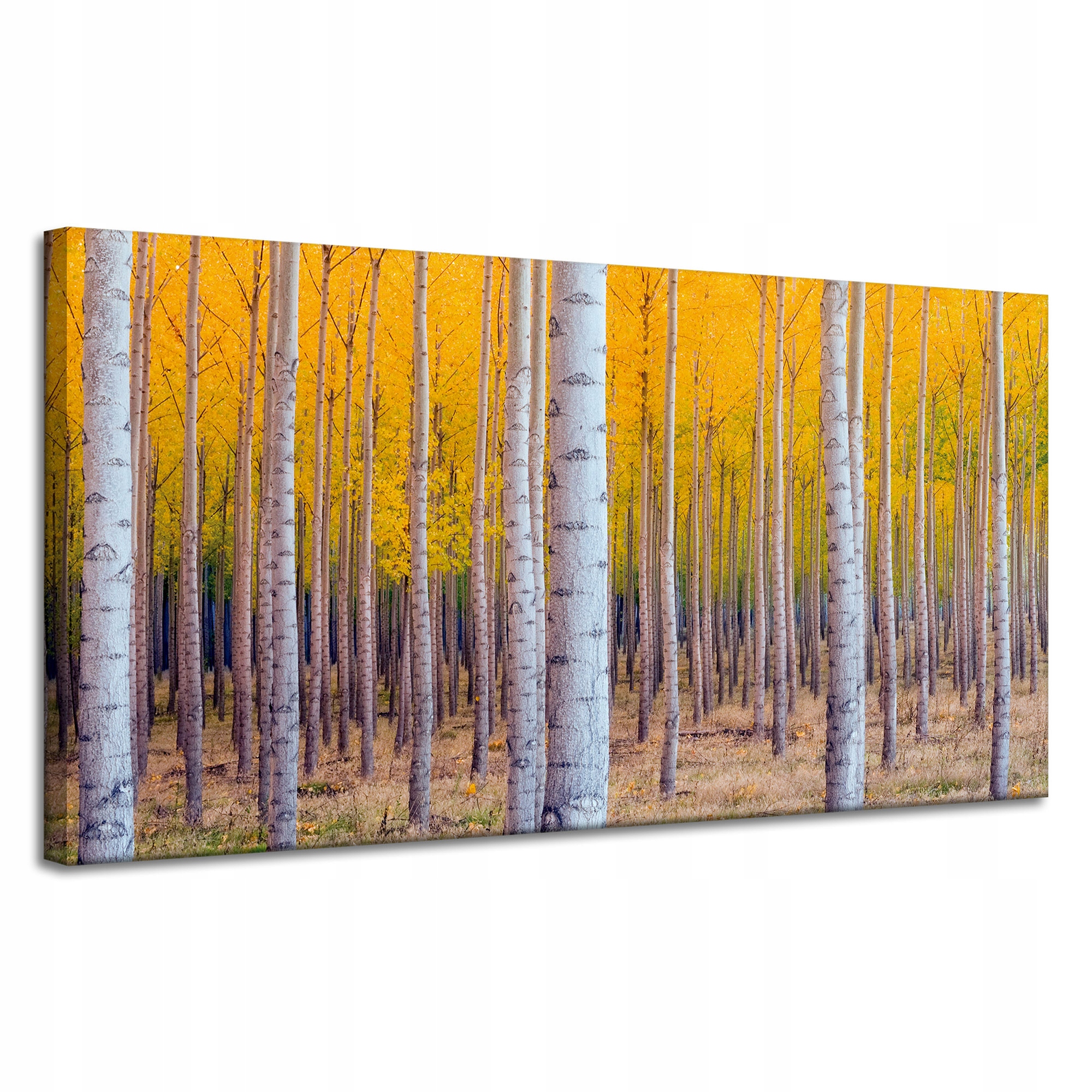 Obraz na plátně Břízy na podzim Žluté listy 120x60 cm Ideální jako dárek