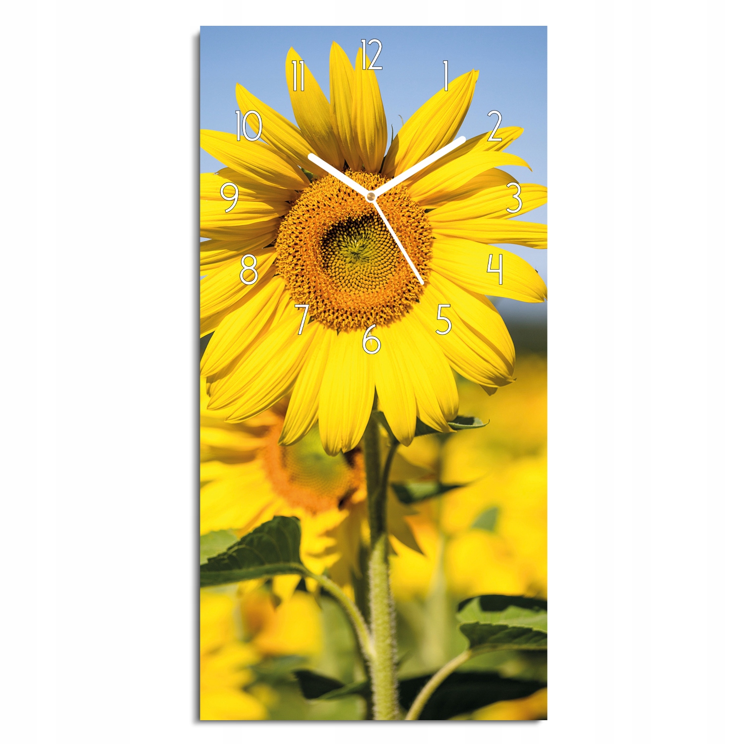 hodiny s grafikou Slunečnice pole do jídelny 30x60