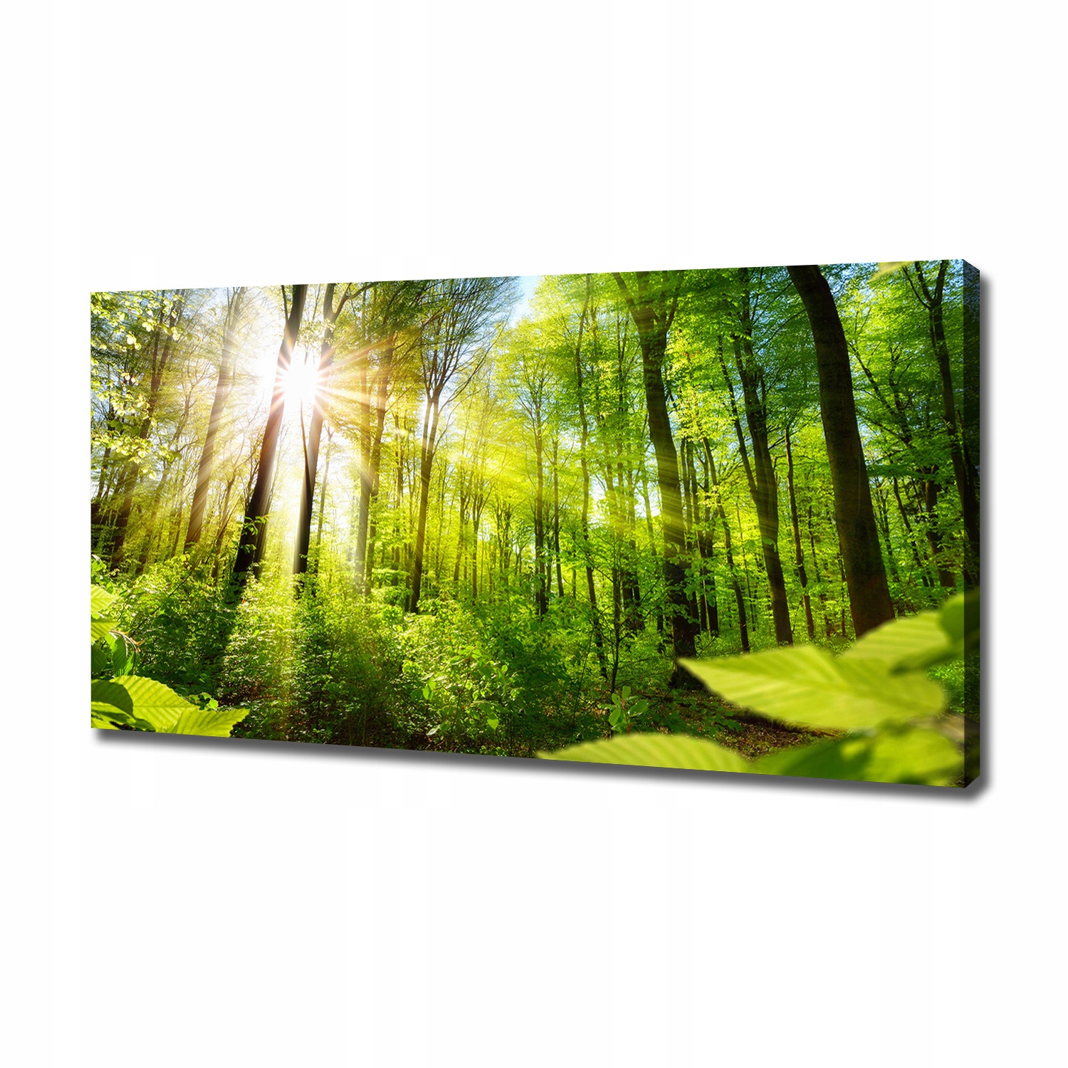 

Duży foto obraz na płótnie Las w słońcu 120x60 cm