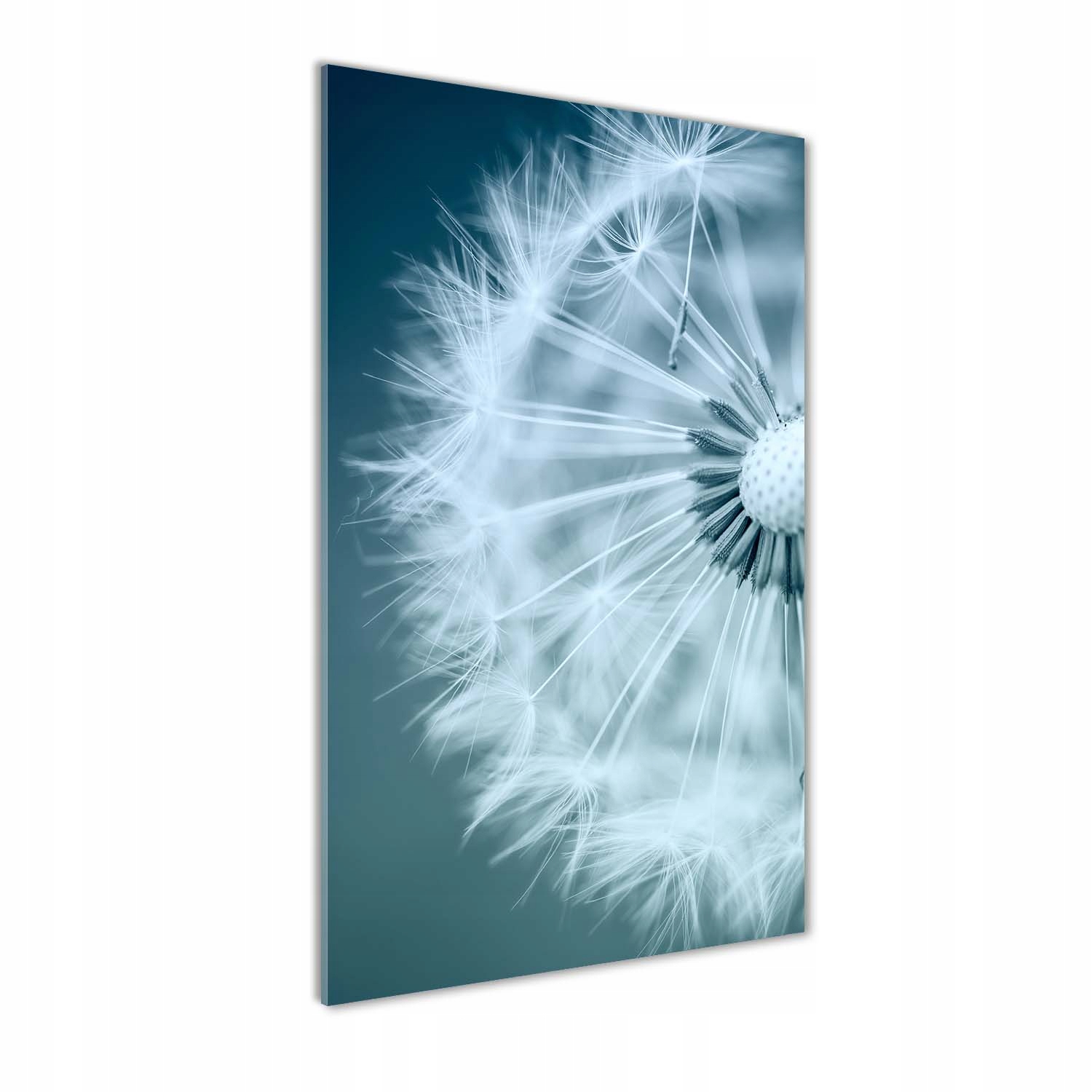 

Foto obraz akrylowy na ścianę Dmuchawiec 60x120cm