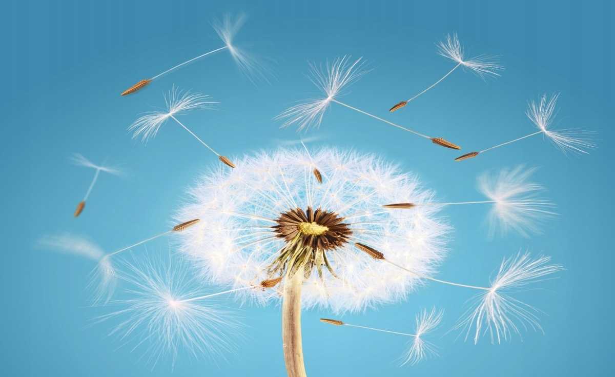 

Fototapeta Flizelinowa Dmuchawiec 416x254