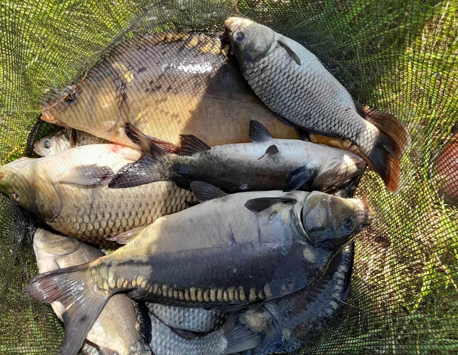 Mączka rybna 5kg Marka inna