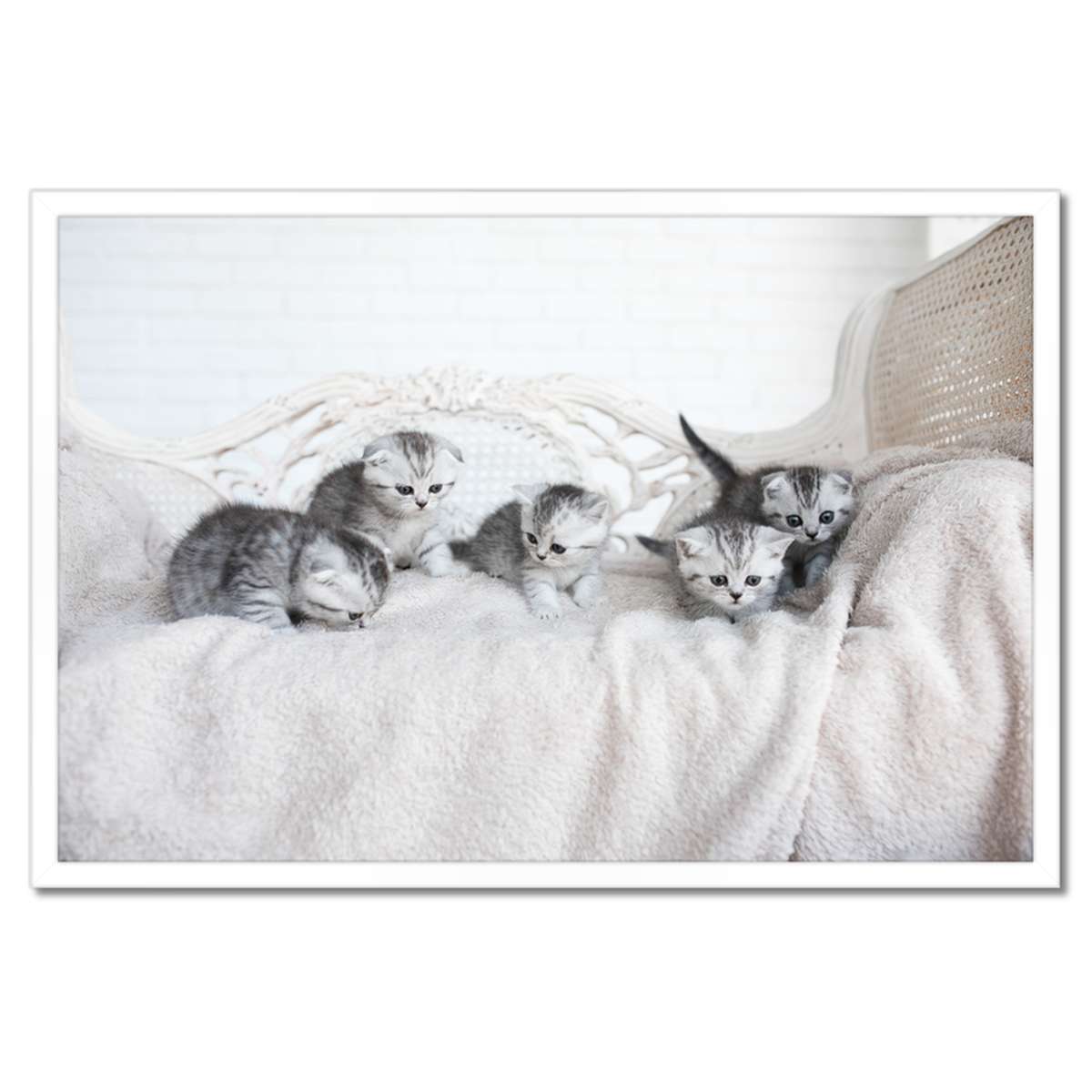 Plakáty v rámu 60x40 Koťata Kočka Britská