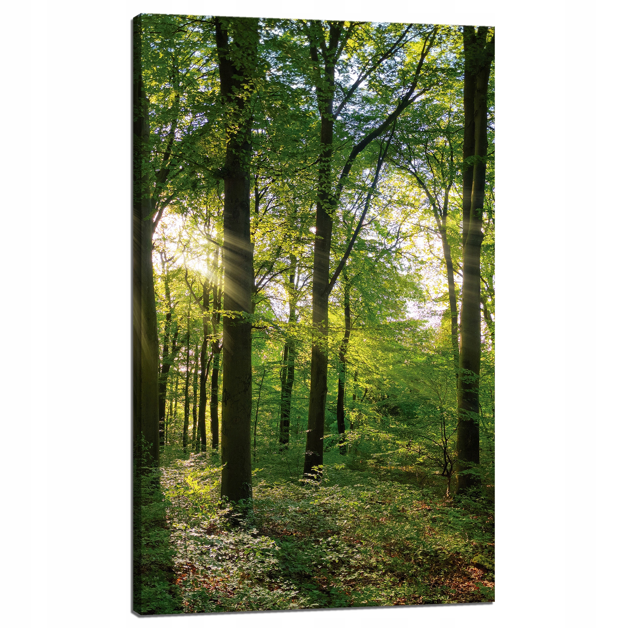 Obraz na plátně Slunce Les Stromy Paprsky Světla 60x100 cm