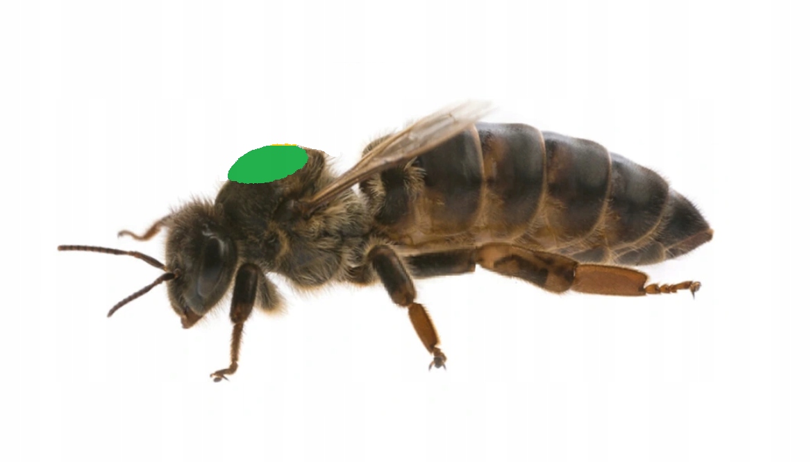 Matki pszczele Sklenar Hinderoffer CT83 Kod producenta Sklenar/Hinderhoffer/CT83