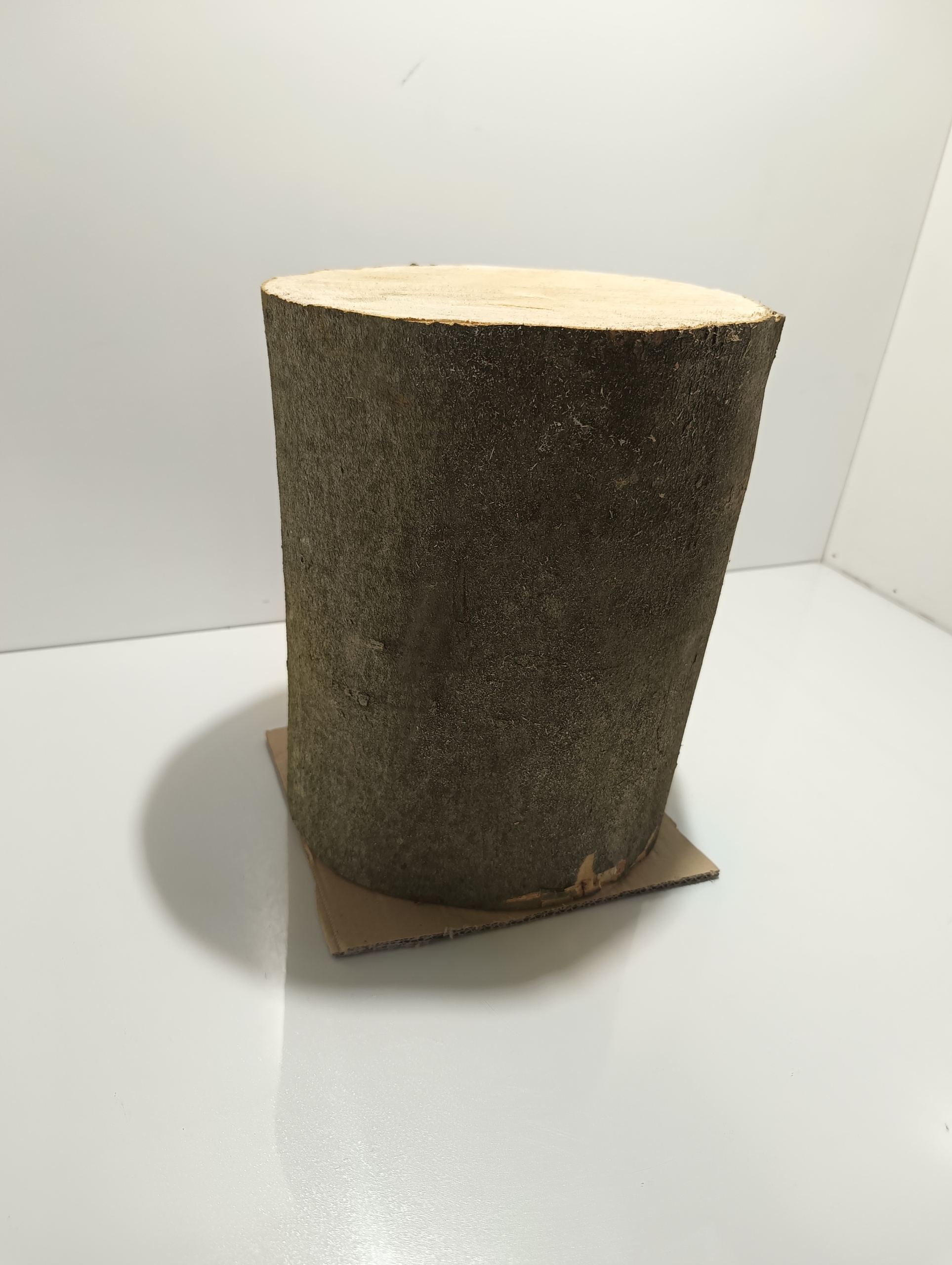 PNIAK KOLN JAWOR PIEŃ KLOCEK JAWOROWY BARDZO TWARDY ZDROWY ROZ. M 20-27cm Kod producenta PK17