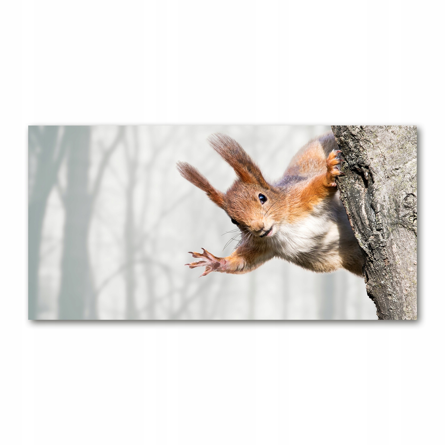 

Foto obraz na szkle akrylowym Wiewiórka 120X60 cm