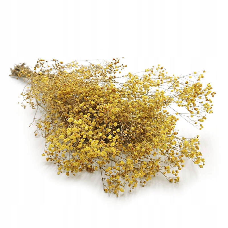 

Gipsówka Żółta Stabilizowana Gypsophila bukiet
