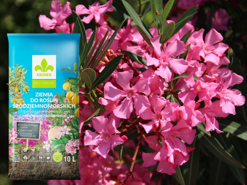 ZIEMIA DO OLEANDRÓW OLEANDRA OLIWEK OLIWKI KRONEN Rodzaj ziemia uprawna