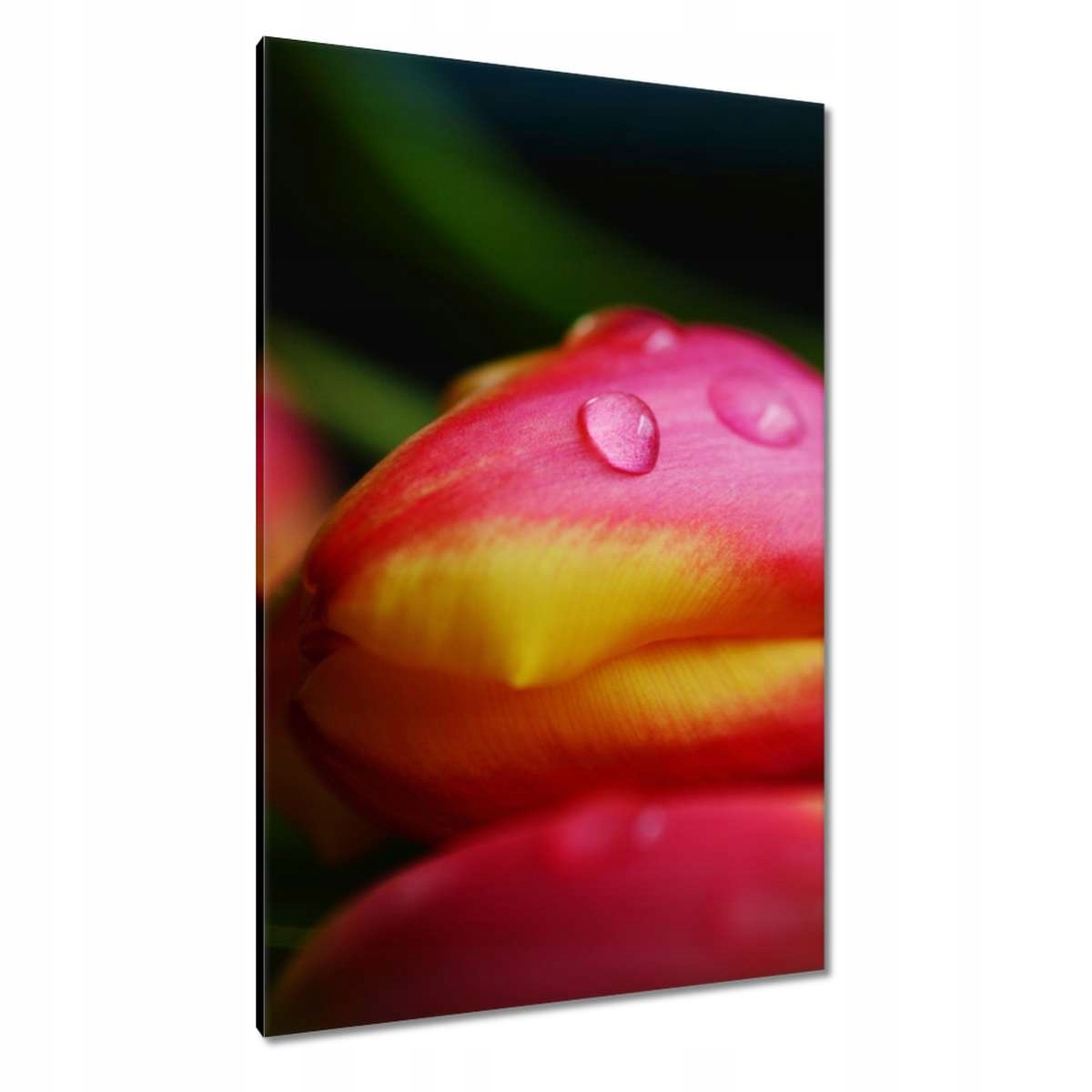 Obrazy 80x120 Tulipány makrofotografie