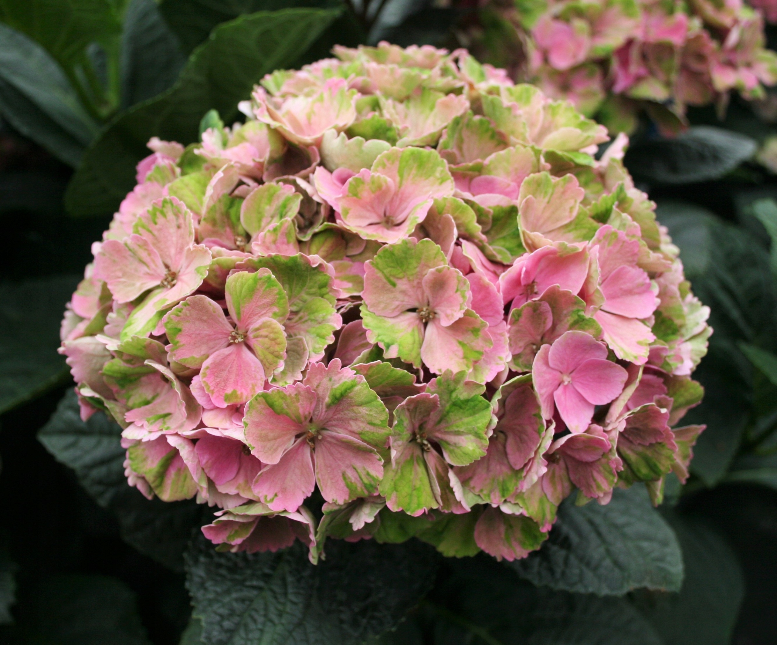 Hortensja ogrodowa Magical DAYDREAM ZMIENIA KOLORY