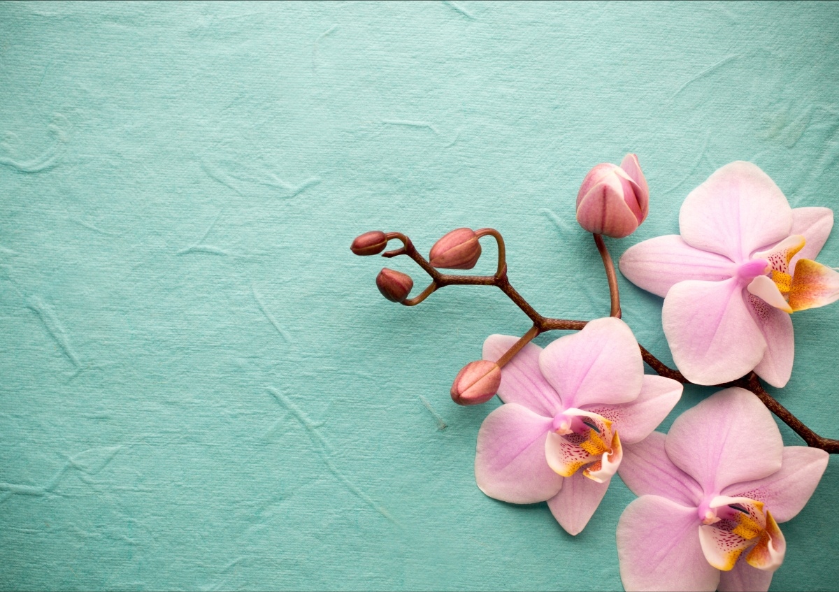 

Tapeta flizelinowa Orchidea Różowy - 208x146
