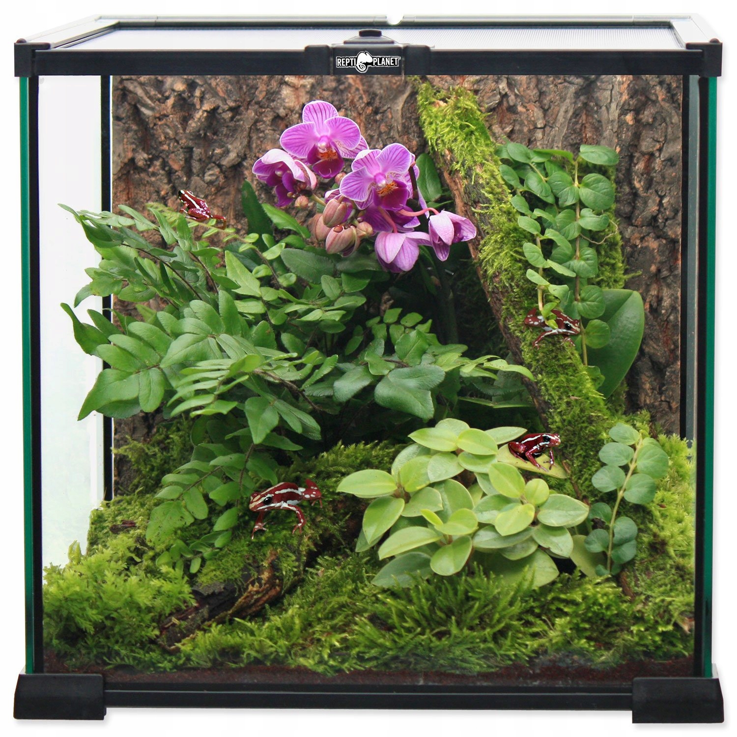 Repti Planet Terrarium szklane wentylowane od góry 20x20x20cm