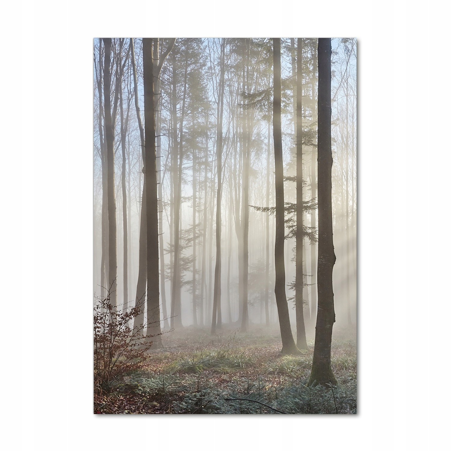

Nowoczesny fotoobraz akrylowy Mgła w lesie 70x100