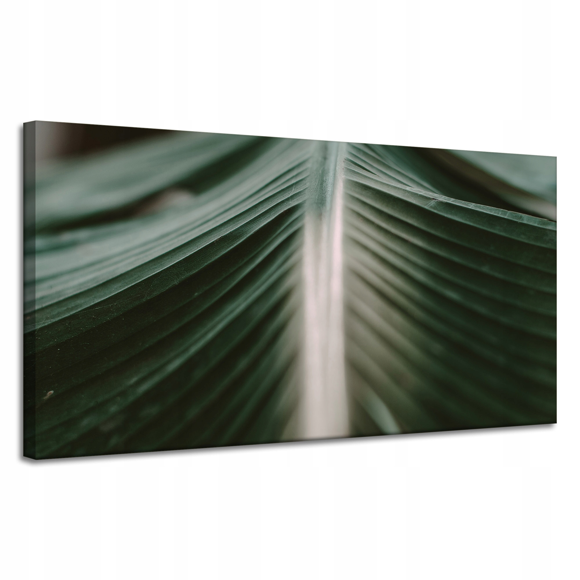 Obraz na plátně Příroda List Palmy 120x60