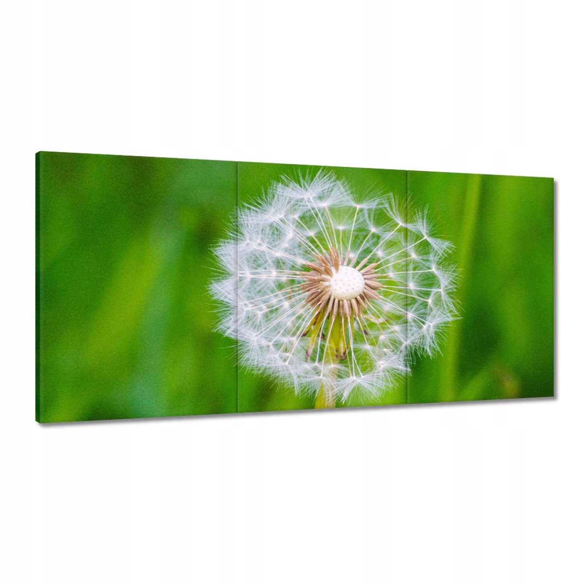 Obrazy 180x90 Púpava Kvet Kvety