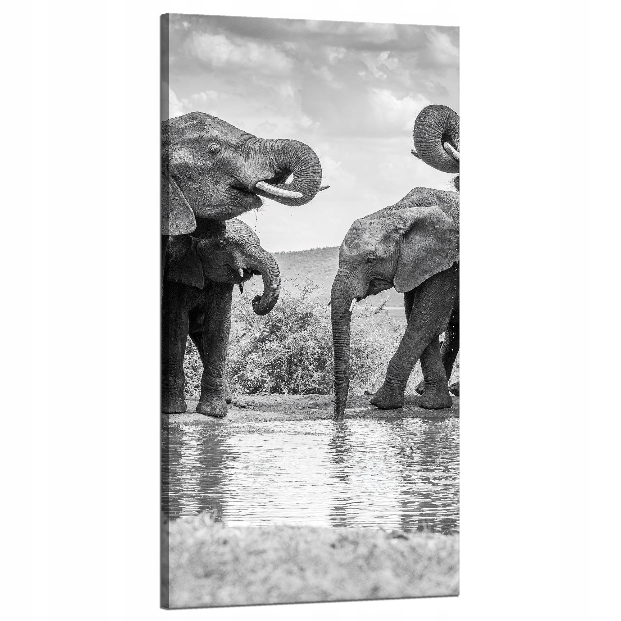 Obraz na plátně Sloni u vody Šedá příroda 60x120 cm